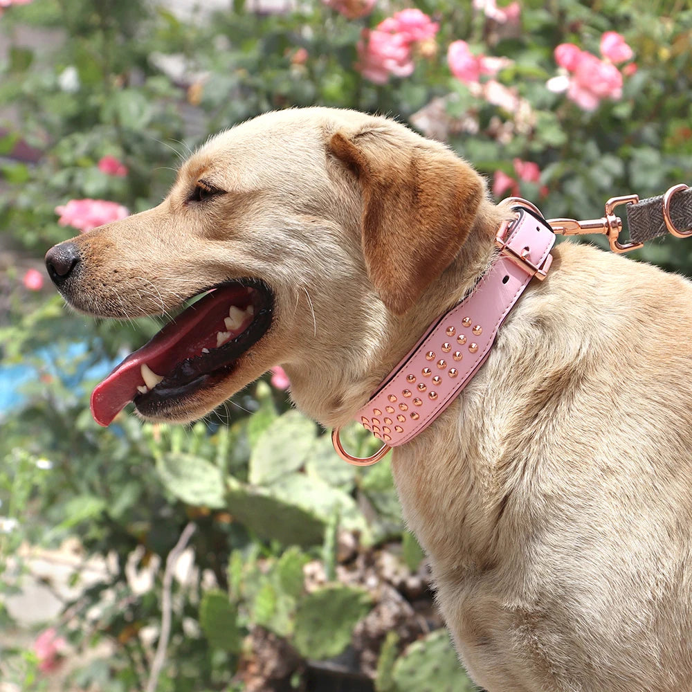 Studded Leather Dog Collar