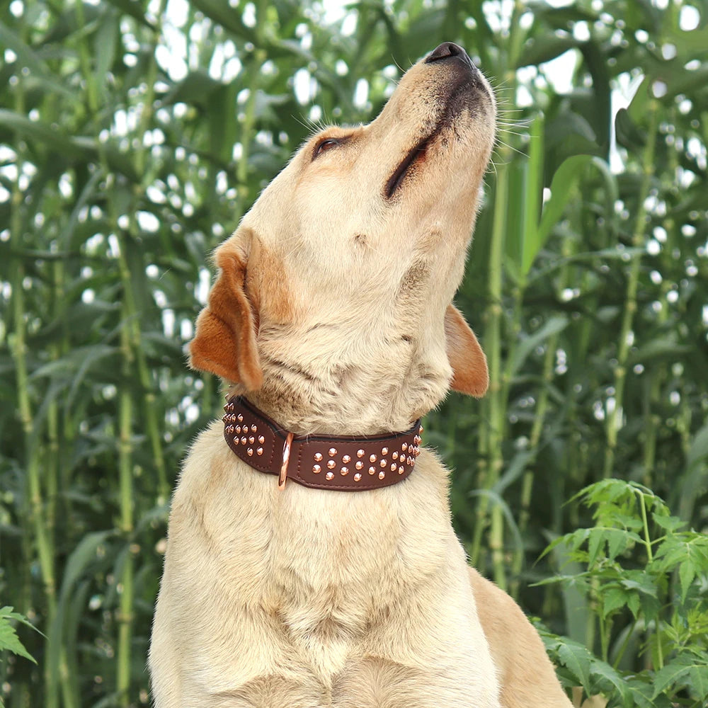 Studded Leather Dog Collar